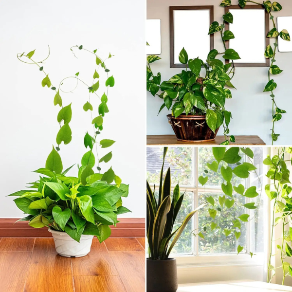 LEAFIX - FIXATOARE PENTRU PLANTE (10 BUC.)