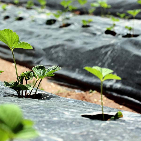 VEGMESH™ - FOLIE PENTRU MULCIRE (1x10m)