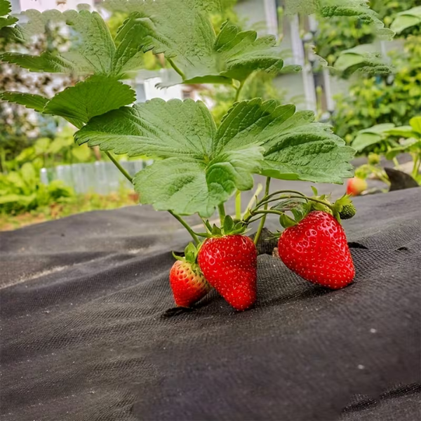 VEGMESH™ - FOLIE PENTRU MULCIRE (1x10m)